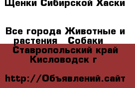 Щенки Сибирской Хаски - Все города Животные и растения » Собаки   . Ставропольский край,Кисловодск г.